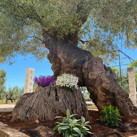 Don Vito Surrounded By Centuries-old Olive Trees *